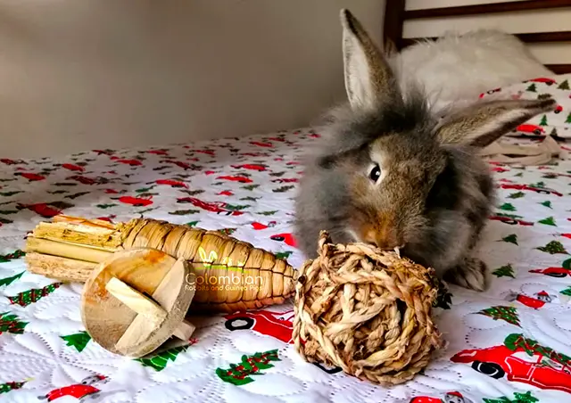 Juguetes para conejos Home