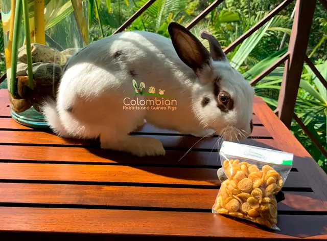 Snacks para conejos Home