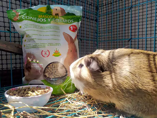 Tienda Conejos Colombia  Heno, alimento y juguetes para conejos, cobayas y  otros roedores.